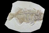 Bargain, Phareodus Fish Fossil - Huge Specimen #91361-1